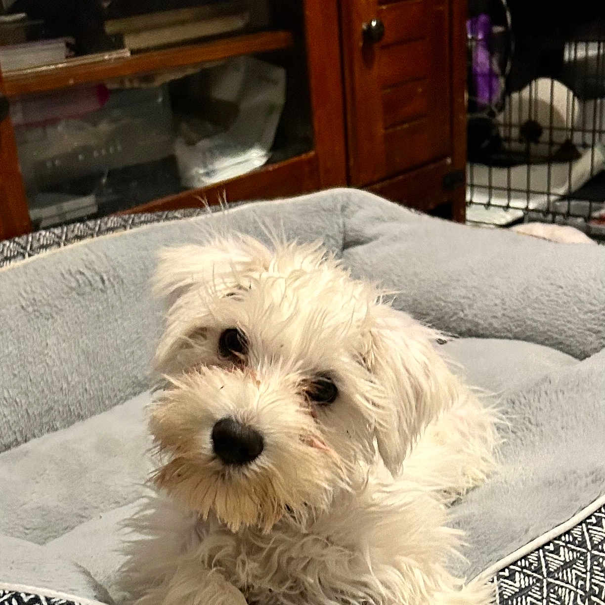 Max is registered to the contest to win money with this photo: animal, companion, cozy, crate, curious, cute, dog, domestic, fluffy, furniture, home, indoor, laying_down, pet_bed, puppy, resting, small_dog, soft, white_dog, wooden_cabinet