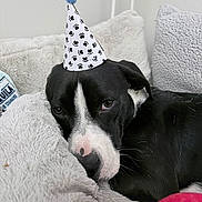 Draco joined the competition — help win amazing prizes! dog, black_and_white, party_hat, pet, puppy, pillow, blanket, cozy, indoor, close_up, nose, eyes, fur, resting, bored, portrait, soft_texture, celebration, household, sleepy