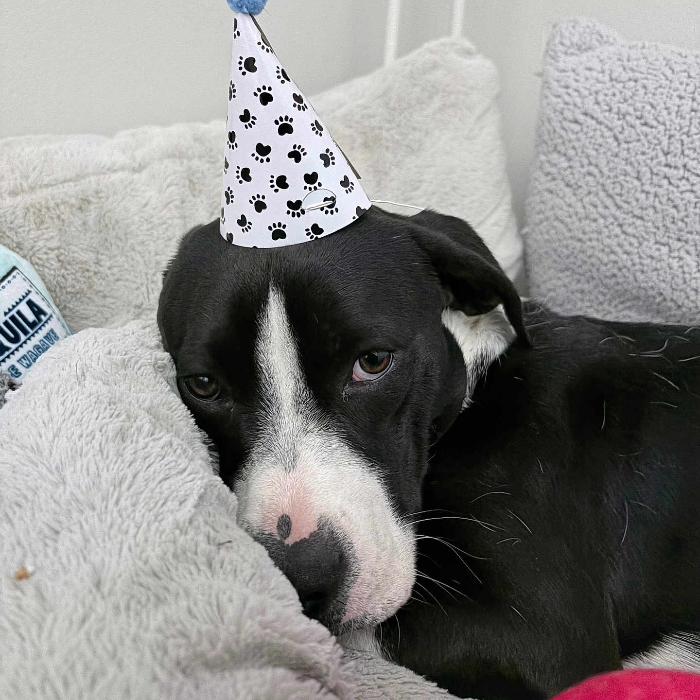Draco joined the competition — help win amazing prizes! black_and_white, blanket, bored, celebration, close_up, cozy, dog, eyes, fur, household, indoor, nose, party_hat, pet, pillow, portrait, puppy, resting, sleepy, soft_texture