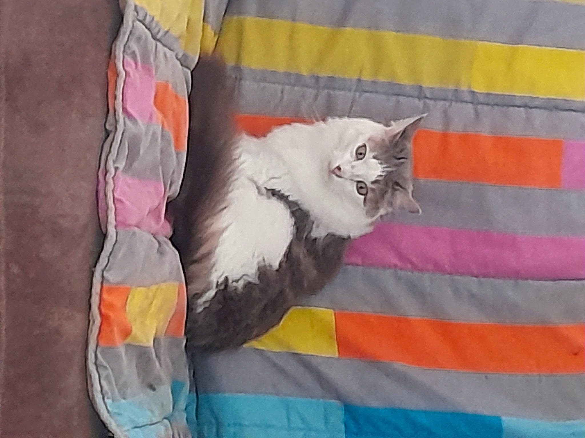 Xena a rejoint le concours — aidez-le/la à gagner de superbes lots ! bed_sheet, carnivore, cat, comfort, felidae, flooring, fur, grey, linens, magenta, orange, pattern, paw, room, small_to_medium_sized_cats, tail, textile, whiskers