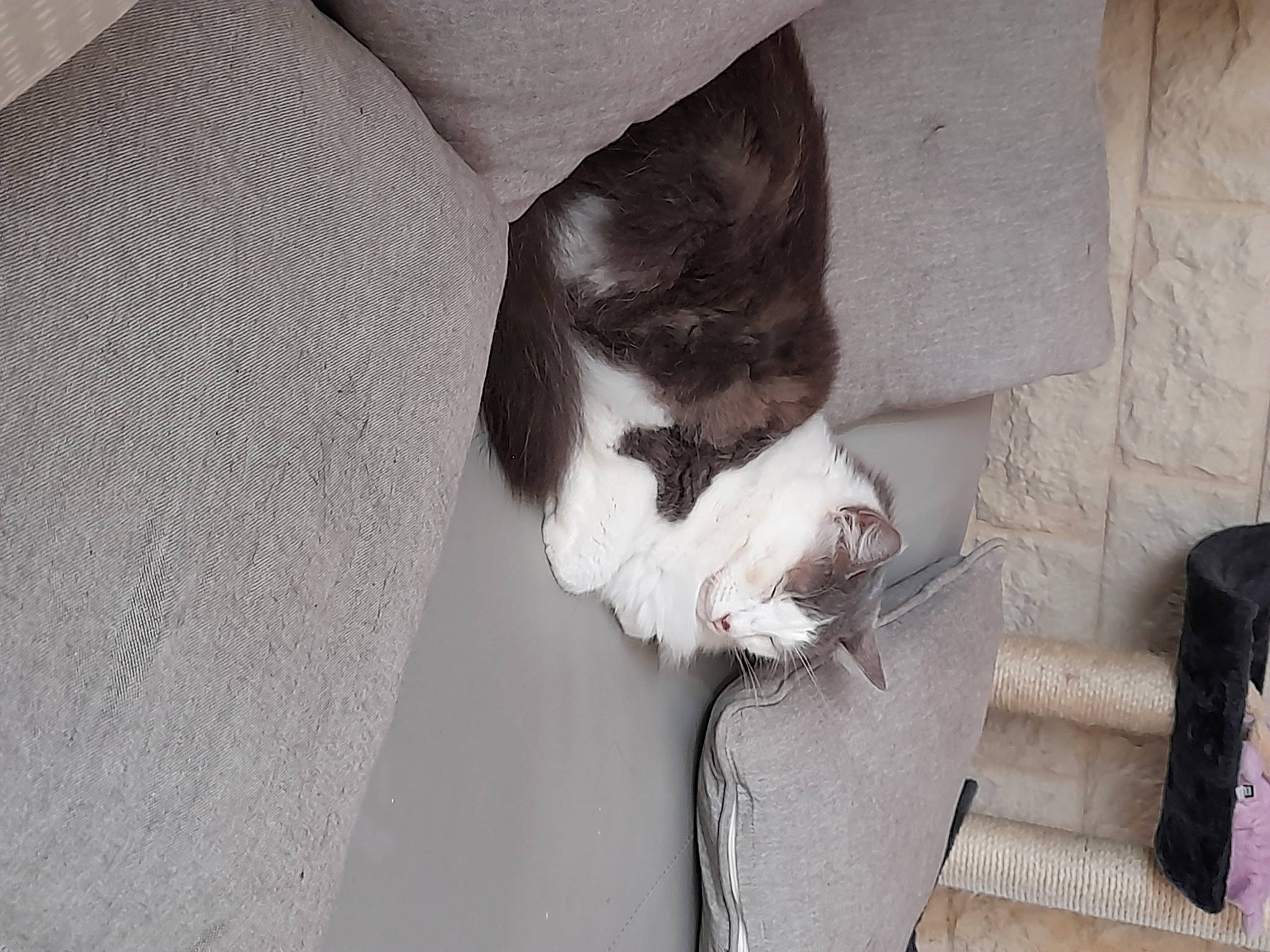 Xena a rejoint le concours — aidez-le/la à gagner de superbes lots ! beard, carnivore, cat, comfort, domestic_short_haired_cat, felidae, flooring, fur, grey, hardwood, human_leg, monochrome, monochrome_photography, paw, small_to_medium_sized_cats, snout, sporting_group, tail, whiskers, wood