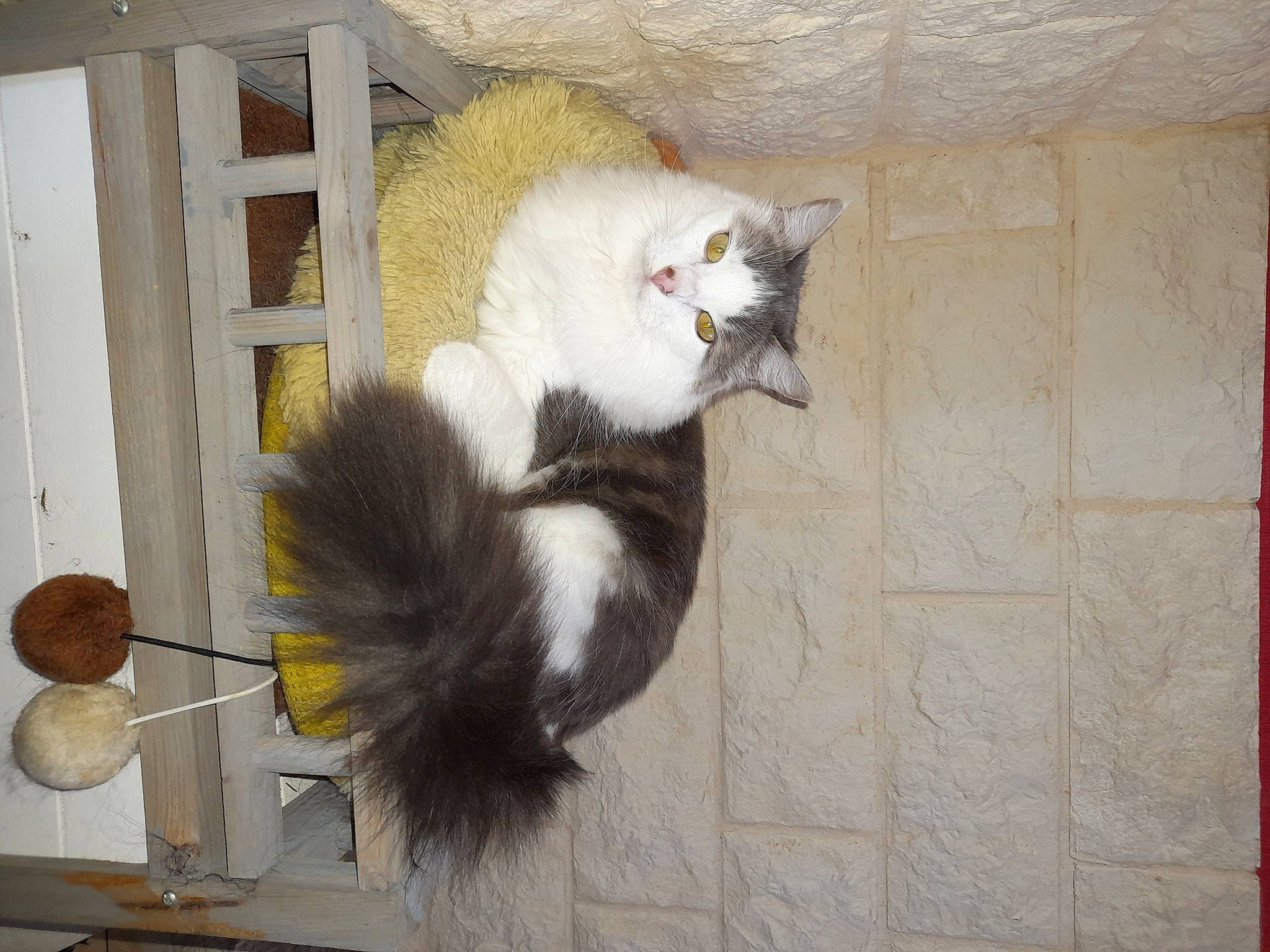 Xena a rejoint le concours — aidez-le/la à gagner de superbes lots ! animal_shelter, art, carnivore, cat, claw, fawn, felidae, flooring, fur, natural_material, small_to_medium_sized_cats, snout, tail, terrestrial_animal, whiskers, wood, wool