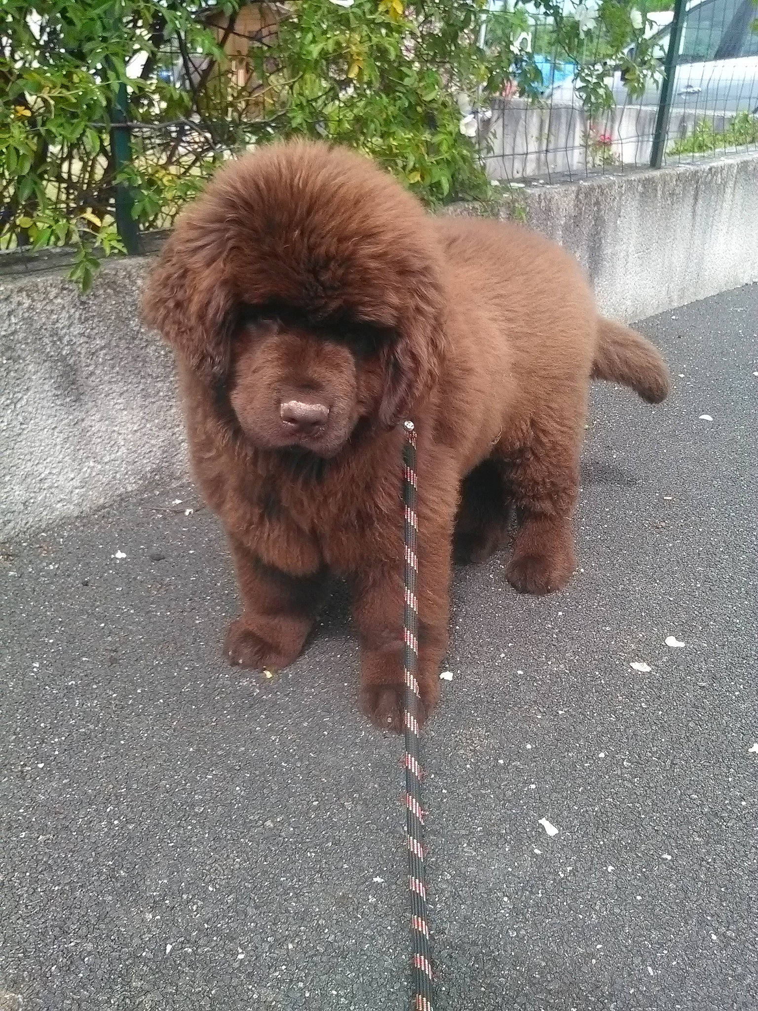 Nuts participe au concours pour gagner de l'argent avec cette photo : ancient_dog_breeds, canidae, carnivore, companion_dog, dog, dog_breed, fawn, fur, liver, metal, paw, road_surface, snout, spaniel, sporting_group, tail, terrestrial_animal, tree, water_dog, working_animal