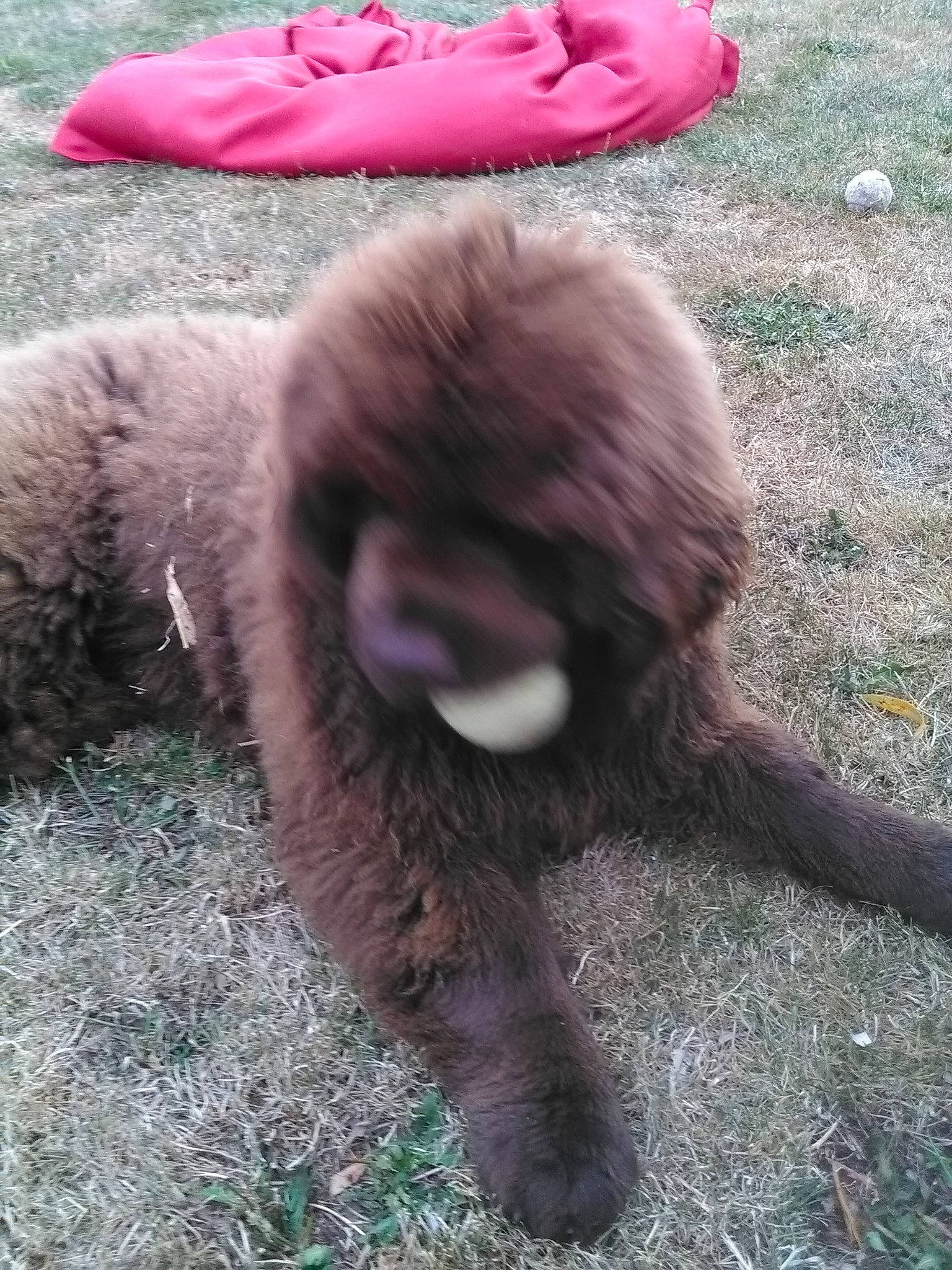 Nuts participe au concours pour gagner de l'argent avec cette photo : canidae, carnivore, cat, claw, companion_dog, dog_breed, fawn, felidae, fur, grass, human_leg, liver, magenta, small_to_medium_sized_cats, snout, sporting_group, tail, terrestrial_animal, whiskers, working_animal