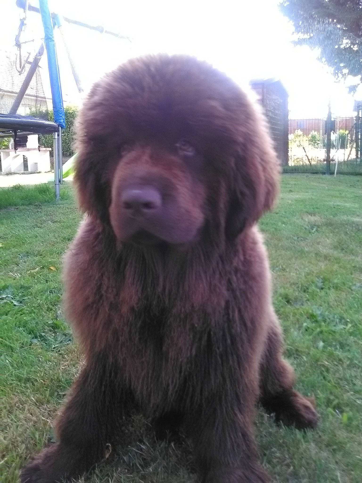 Nuts a rejoint le concours — aidez-le/la à gagner de superbes lots ! canidae, carnivore, companion_dog, dog, dog_breed, fur, gaddi_kutta, giant_dog_breed, grass, liver, plant, sky, snout, sporting_group, terrestrial_animal, tibetan_mastiff, tree, water_dog, working_animal, working_dog