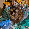 bottled_water, cat, container, curious, domestic_animal, drink, feline, floor, food, fur, grocery_bags, household, indoor, pet, plastic, plastic_bottles, snacks, stack, tortoiseshell, yellow_eyes