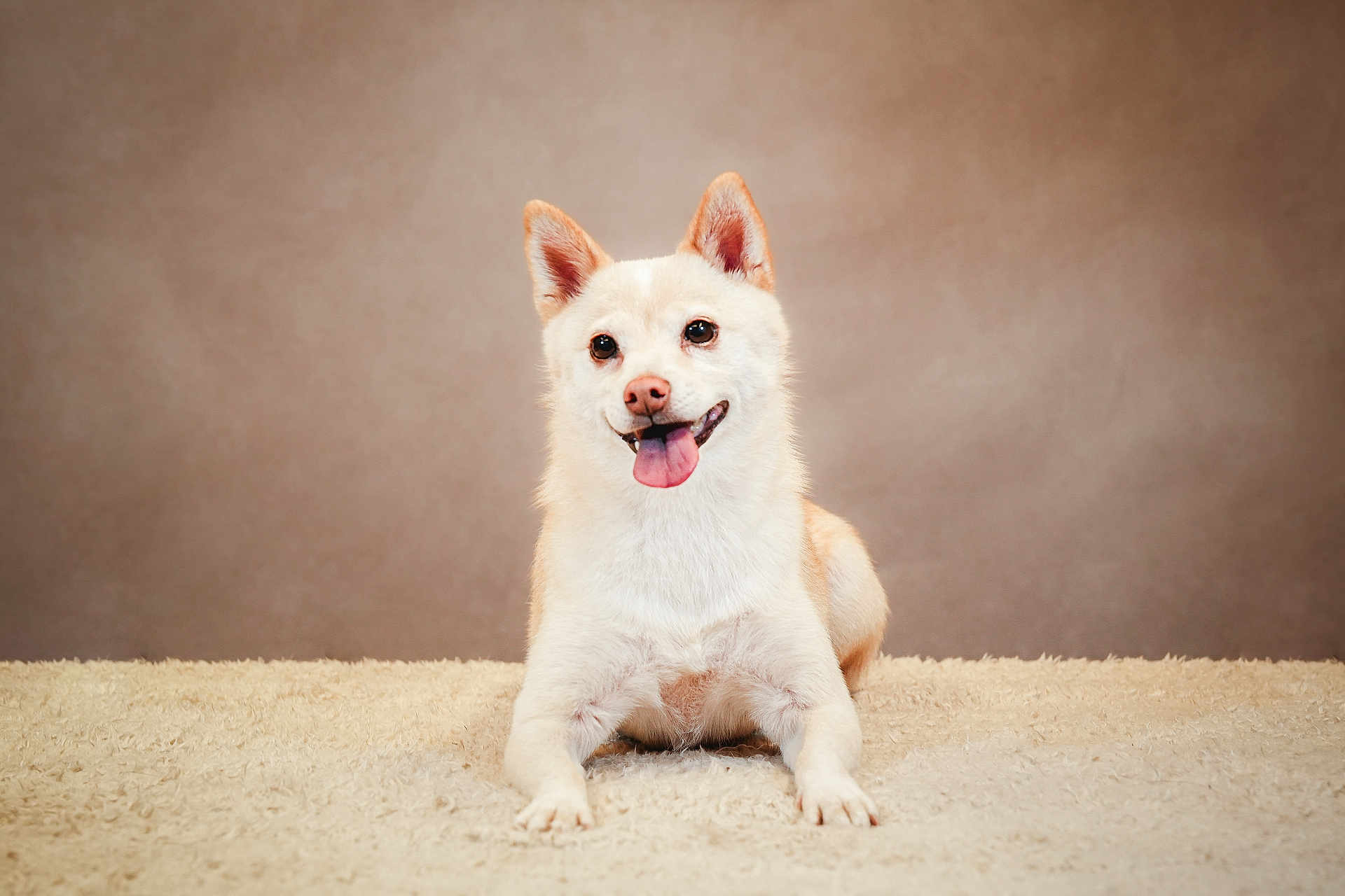 Kurumi participe au concours pour gagner de l'argent avec cette photo : dog, canine, pet, cream_colored, tongue_out, happy, ears_up, lying_down, carpet, fluffy, indoor, portrait, studio, animal, smiling, cute, background, fur, mammal, friendly