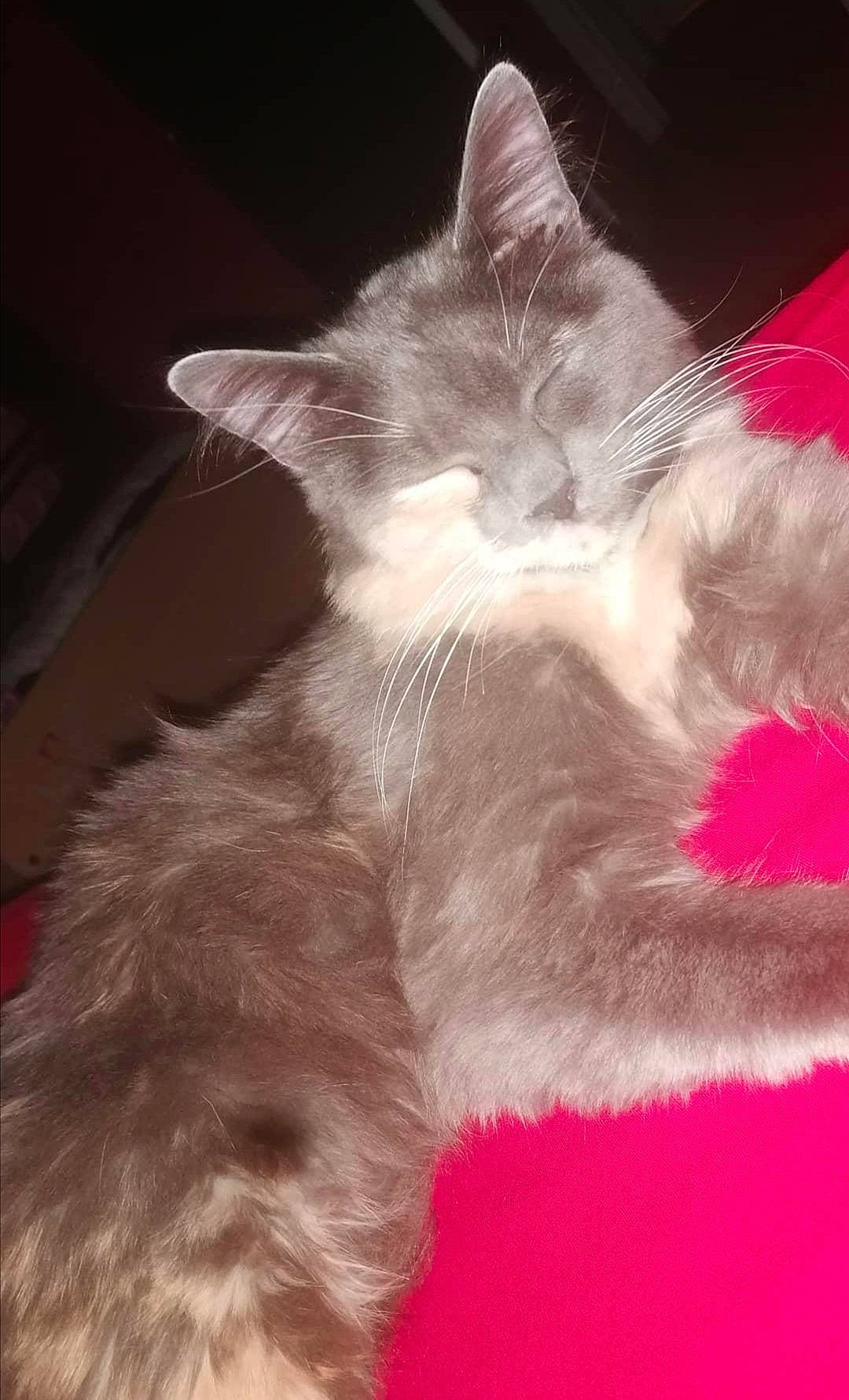 Grizette a rejoint le concours — aidez-le/la à gagner de superbes lots ! carnivore, cat, claw, close_up, comfort, domestic_short_haired_cat, ear, event, fawn, felidae, fur, grey, magenta, nap, paw, small_to_medium_sized_cats, snout, tail, whiskers