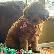 Willow is registered to the contest to win money with this photo: adorable, animal, blanket, bow, brown, collar, couch, cute, dog, floor, fluffy, furniture, home, indoor, natural_light, pet, puppy, sitting, window, young
