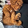 Willow is registered to the contest to win money with this photo: animal, blanket, brown_fur, companion, cozy, curly_fur, cute, dog, domestic, fur, indoor, napping, paw, pet, puppy, relaxing, resting, sleeping, snuggling, soft