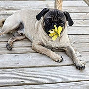 Benny is registered to the contest to win money with this photo: animal, black_muzzle, brown_fur, canine, cute, dog, floppy_ears, flower, funny, lying_down, natural_light, outdoor, pet, photography, portrait, pug, relaxed, wooden_deck, wrinkled_face, yellow_flower
