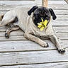 animal, black_muzzle, brown_fur, canine, cute, dog, floppy_ears, flower, funny, lying_down, natural_light, outdoor, pet, photography, portrait, pug, relaxed, wooden_deck, wrinkled_face, yellow_flower