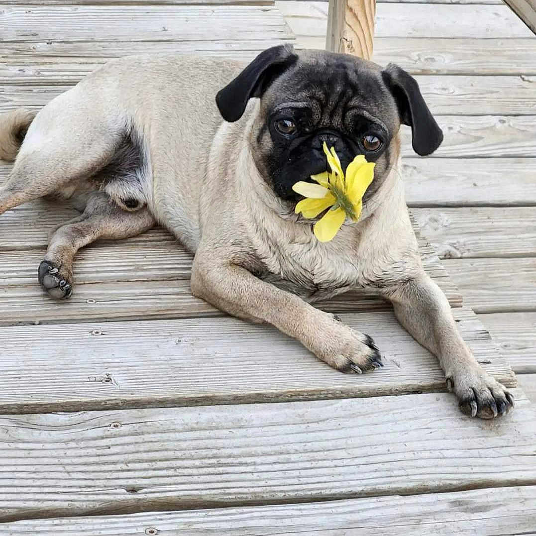 Benny is registered to the contest to win money with this photo: animal, black_muzzle, brown_fur, canine, cute, dog, floppy_ears, flower, funny, lying_down, natural_light, outdoor, pet, photography, portrait, pug, relaxed, wooden_deck, wrinkled_face, yellow_flower
