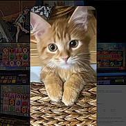 Faith Leigh joined the competition — help win amazing prizes! kitten, cat, orange_tabby, pet, paws, wicker_basket, close_up, portrait, indoor, whiskers, big_eyes, fur, texture, mobile_screenshot, photo_library, thumbnail, app_ui, rounded_rectangle, background_thumbnails, cute