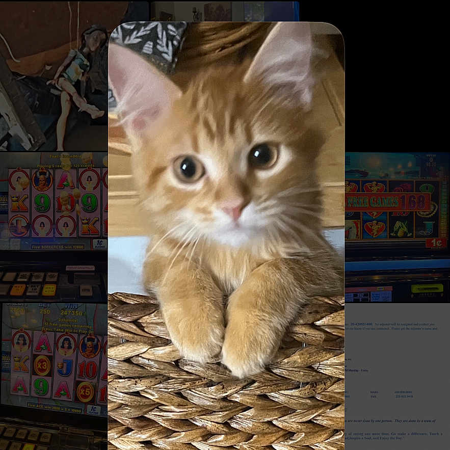 Faith Leigh joined the competition — help win amazing prizes! app_ui, background_thumbnails, big_eyes, cat, close_up, cute, fur, indoor, kitten, mobile_screenshot, orange_tabby, paws, pet, photo_library, portrait, rounded_rectangle, texture, thumbnail, whiskers, wicker_basket