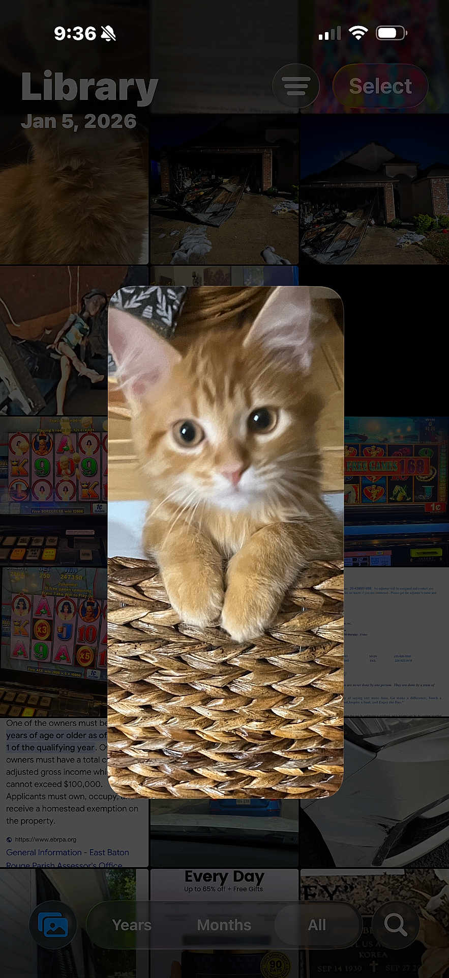 Faith Leigh joined the competition — help win amazing prizes! kitten, cat, orange_tabby, pet, paws, wicker_basket, close_up, portrait, indoor, whiskers, big_eyes, fur, texture, mobile_screenshot, photo_library, thumbnail, app_ui, rounded_rectangle, background_thumbnails, cute