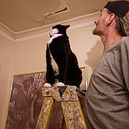 Sha is registered to the contest to win money with this photo: man, cat, ladder, ceiling, damage, painting, indoor, wall, cap, gray_shirt, black_and_white_cat, looking_up, curious, home_repair, portrait, furniture, art, room, collar, pet