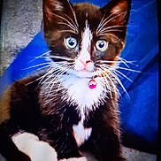 Willie is registered to the contest to win money with this photo: cat, kitten, tuxedo_cat, blue_eyes, whiskers, collar, bell, cute, pet, feline, indoor, sitting, fur, animal, closeup, portrait, paw, young, domestic_cat, curious