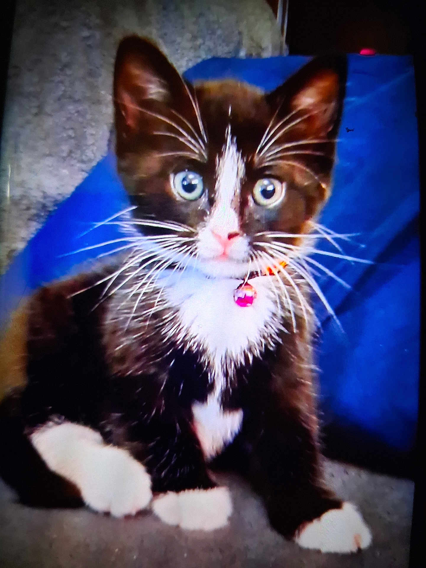 Willie is registered to the contest to win money with this photo: cat, kitten, tuxedo_cat, blue_eyes, whiskers, collar, bell, cute, pet, feline, indoor, sitting, fur, animal, closeup, portrait, paw, young, domestic_cat, curious