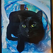 Shade is registered to the contest to win money with this photo: black_cat, cat, yellow_eyes, pet, feline, indoor, blue, snowflake_pattern, fabric, curious, animal, closeup, tunnel, resting, cute, whiskers, ears, looking_up, domestic_cat, soft