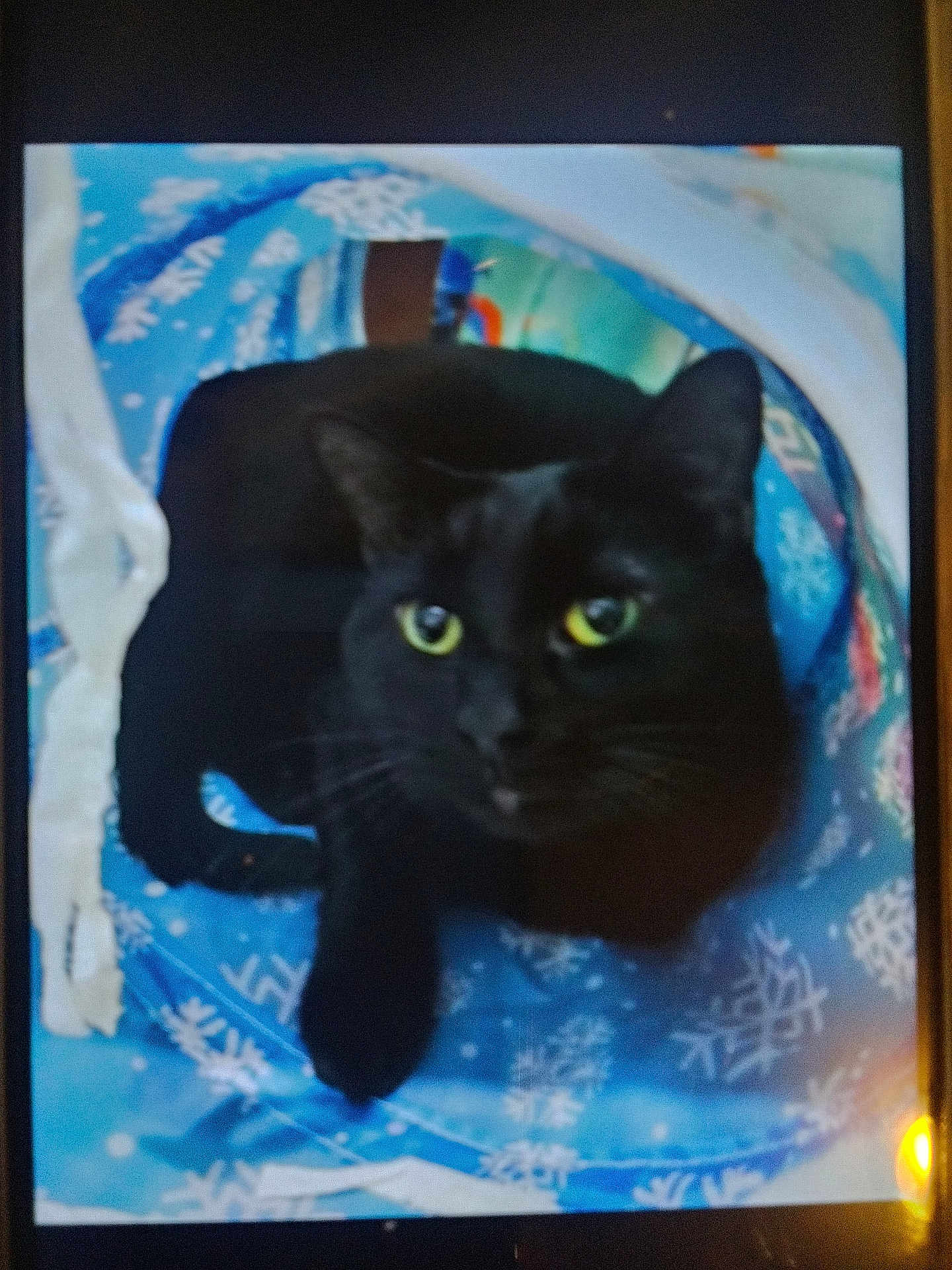 Shade is registered to the contest to win money with this photo: black_cat, cat, yellow_eyes, pet, feline, indoor, blue, snowflake_pattern, fabric, curious, animal, closeup, tunnel, resting, cute, whiskers, ears, looking_up, domestic_cat, soft