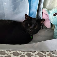 Shade joined the competition — help win amazing prizes! animal, bed, black_cat, blanket, cat, collar, comfort, cozy, curtain, elephant_toy, fabric, feline, green_bell, home, indoor, pet, resting, sleepy, soft_light, stuffed_animal