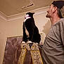 Shade is registered to the contest to win money with this photo: man, cat, ladder, ceiling, damage, painting, indoor, wall, cap, gray_shirt, black_and_white_cat, looking_up, curious, home_repair, portrait, furniture, art, room, collar, pet