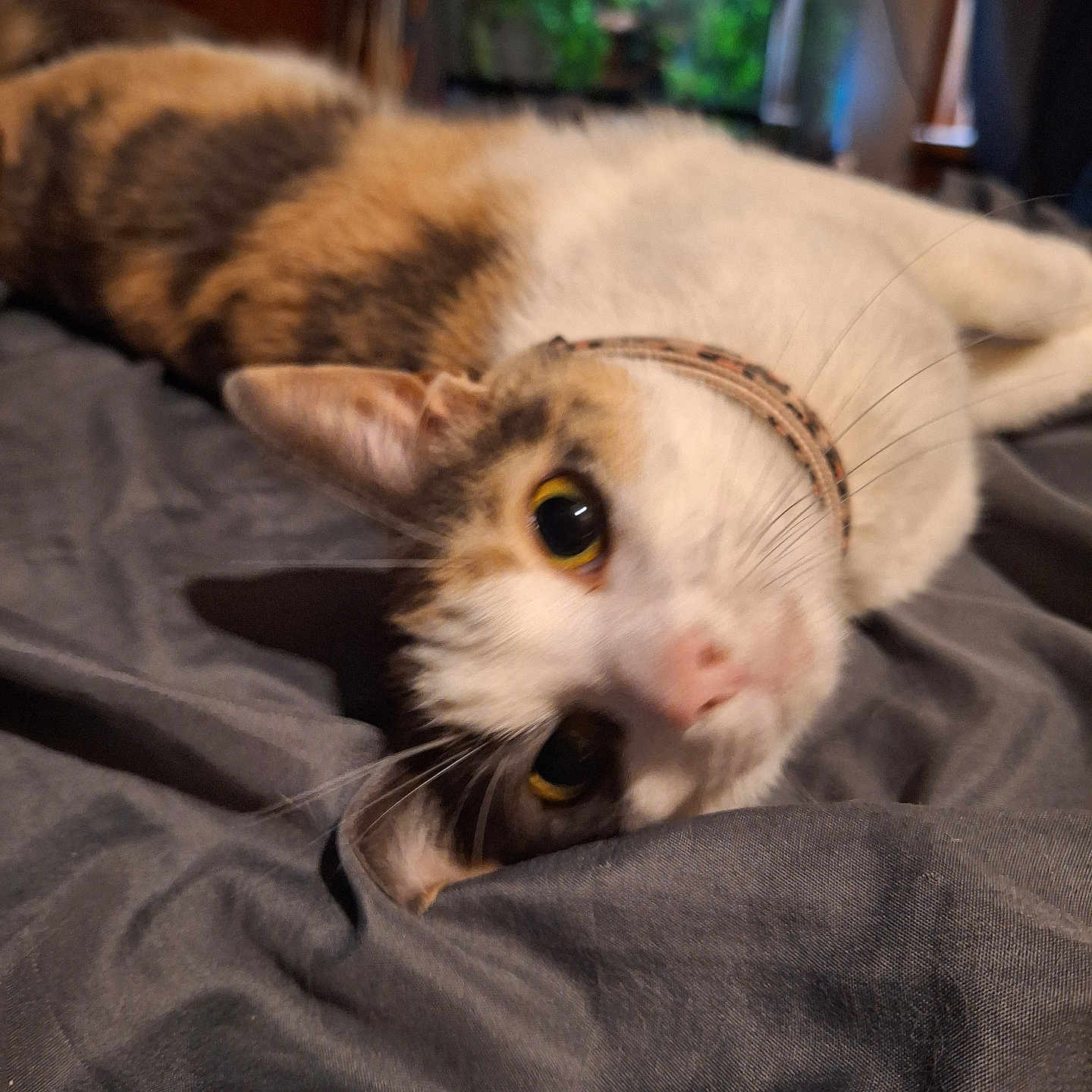 Lilly joined the competition — help win amazing prizes! animal, bedroom, blanket, cat, closeup, collar, cozy, curious, domestic_cat, face, feline, fur, indoor, pet, relaxed, resting, sleepy, soft_light, whiskers, yellow_eyes