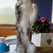 Kyo a rejoint le concours — aidez-le/la à gagner de superbes lots ! blurred_background, cat, curious, cute, domestic_cat, feline, flower, fur, hind_legs, indoor, kitten, paws_up, pet, pink_nose, plant, playful, standing, table, water_bottle, whiskers