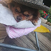 Chocolat participe au concours pour gagner de l'argent avec cette photo : dog, small_dog, sleepy, hat, houndstooth, towel, cozy, resting, lying_down, brown_fur, face, eyes, nose, tongue, outdoor, patio, flowers, chair, textile, portrait