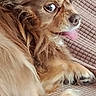 dog, small_dog, fluffy, long_hair, brown_fur, white_fur, tongue_out, sitting, lying_down, paws, pet, companion_animal, couch, sofa, indoor, home, close_up, portrait, relaxed, playful