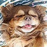 Chocolat a rejoint le concours — aidez-le/la à gagner de superbes lots ! dog, small_dog, fluffy, long_hair, brown_fur, white_fur, face, tongue, sleepy, happy, funny, close_up, portrait, lying_down, paws, blanket, bed, indoor, pet, cute