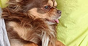 Chocolat a rejoint le concours — aidez-le/la à gagner de superbes lots ! dog, small_dog, long-haired, brown, tan, fluffy, lying_down, lounging, tongue_out, blep, pet, animal, bedding, green_bedspread, blanket, indoor, portrait, side_profile, relaxed, cute