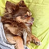 dog, small_dog, long-haired, brown, tan, fluffy, lying_down, lounging, tongue_out, blep, pet, animal, bedding, green_bedspread, blanket, indoor, portrait, side_profile, relaxed, cute