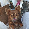 Chocolat participe au concours pour gagner de l'argent avec cette photo : dog, small_dog, brown_dog, fluffy, long_hair, puppy, portrait, sitting, tongue_out, large_eyes, pointy_ears, pet, animal, outdoor, patio, chair, table, tablecloth, person, closeup