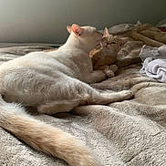 Killua joined the competition — help win amazing prizes! cat, kitten, bed, blanket, snuggling, affection, fur, tail, cozy, indoor, cute, pet, animal, sleepy, resting, light, soft, warm, comfort, relaxed