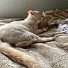cat, kitten, bed, blanket, snuggling, affection, fur, tail, cozy, indoor, cute, pet, animal, sleepy, resting, light, soft, warm, comfort, relaxed