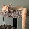 Killua is registered to the contest to win money with this photo: cat, cream_colored_cat, cat_tree, plush, indoor, relaxed, sleepy, tail, fuzzy_toy, mouse_toy, pet, animal, feline, resting, cozy, soft_texture, home, domestic_cat, cute, lazy