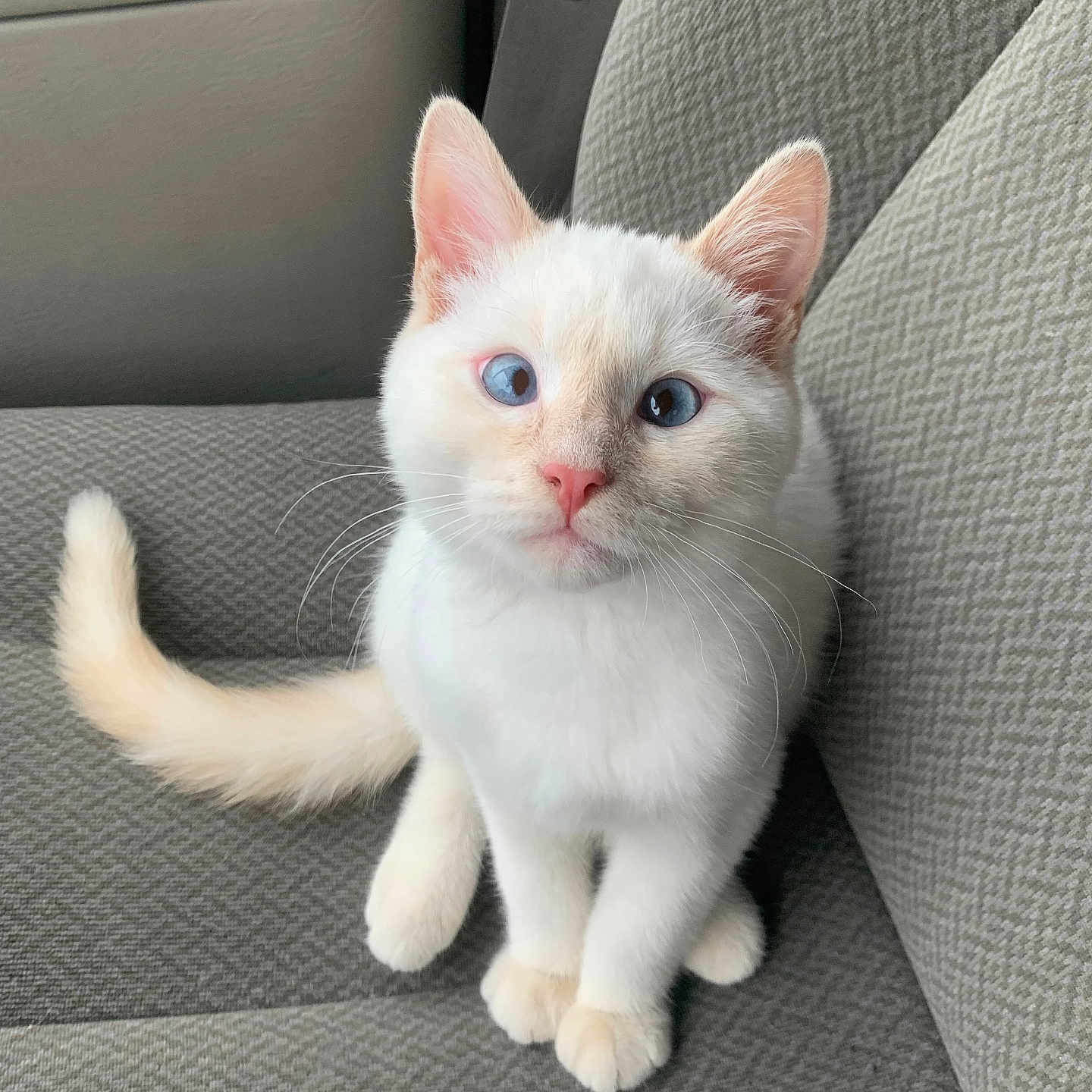 Killua joined the competition — help win amazing prizes! kitten, cat, blue_eyes, cream_fur, pet, animal, car_seat, indoor, cute, fluffy, small, young, feline, whiskers, tail, ears, sitting, looking_up, curious, domestic_animal
