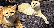 Killua is registered to the contest to win money with this photo: cat, bed, bedding, blanket, orange_cat, cream_cat, stretching, plush_toys, poster, wall_art, indoor, feline, pet, relaxed, paw, bedroom, decor, cozy, resting, animal