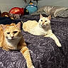 cat, bed, bedding, blanket, orange_cat, cream_cat, stretching, plush_toys, poster, wall_art, indoor, feline, pet, relaxed, paw, bedroom, decor, cozy, resting, animal