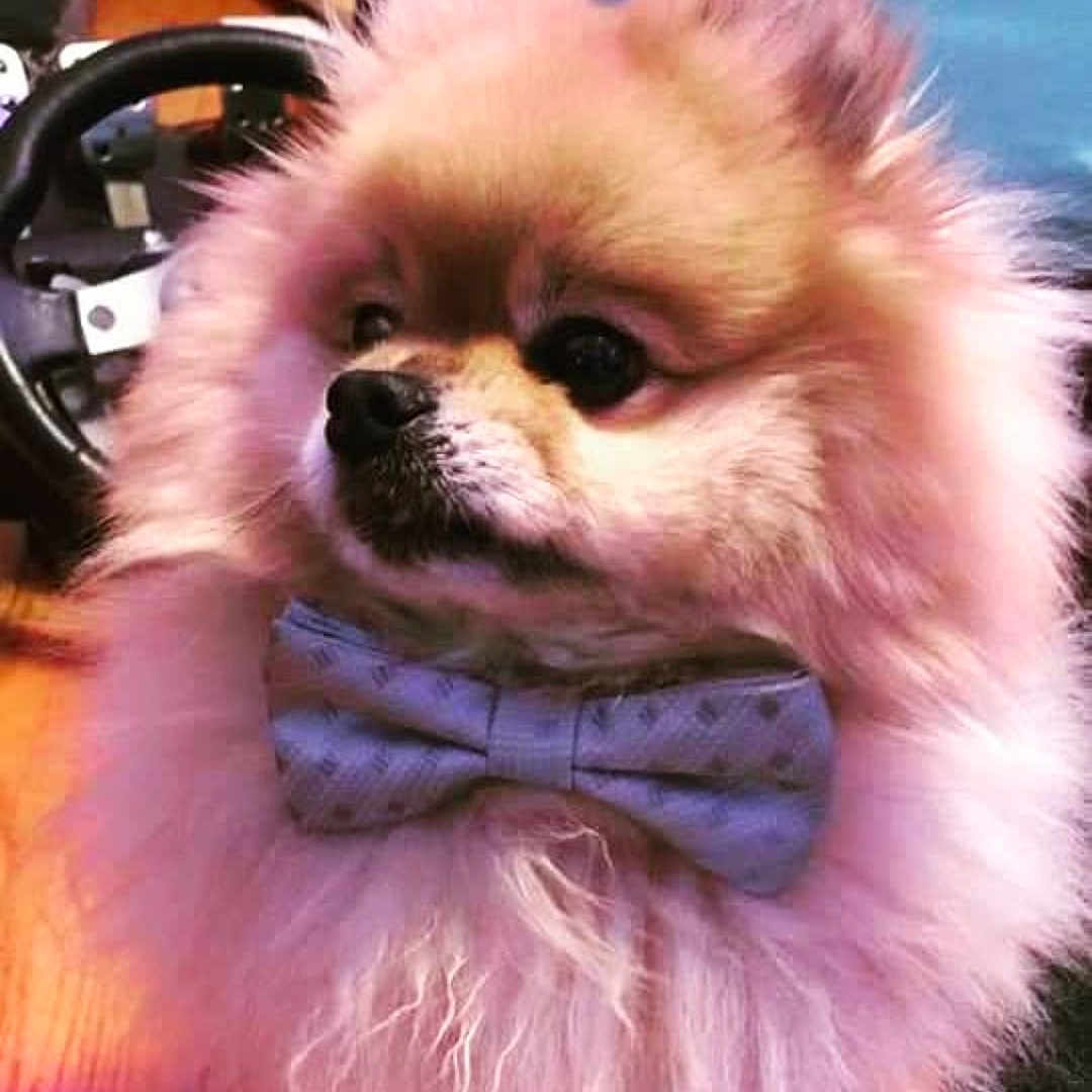 Yogurt joined the competition — help win amazing prizes! adorable, animal, bow_tie, closeup, cozy, cute, dog, domestic_animal, expression, face, fluffy, fur, indoor, looking_away, mammal, pet, pomeranian, portrait, small_dog, warm_colors