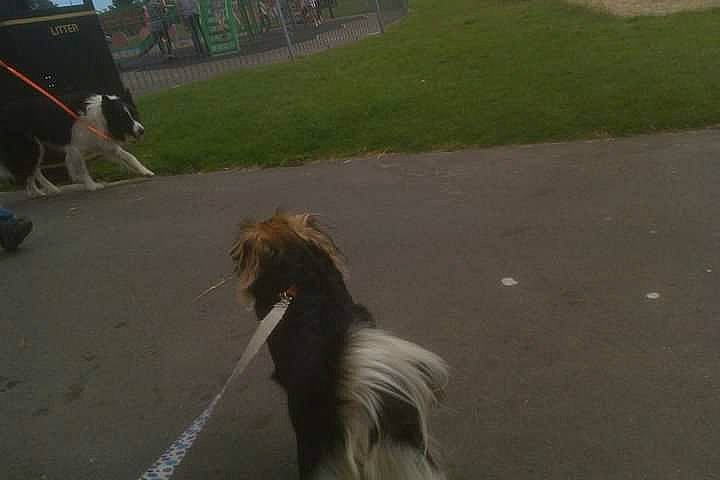 Mouse joined the competition — help win amazing prizes! asphalt, carnivore, collar, companion_dog, dog, dog_breed, fawn, felidae, fur, grass, herding_dog, leash, road, road_surface, rough_collie, sidewalk, snout, sporting_group, tail, working_animal