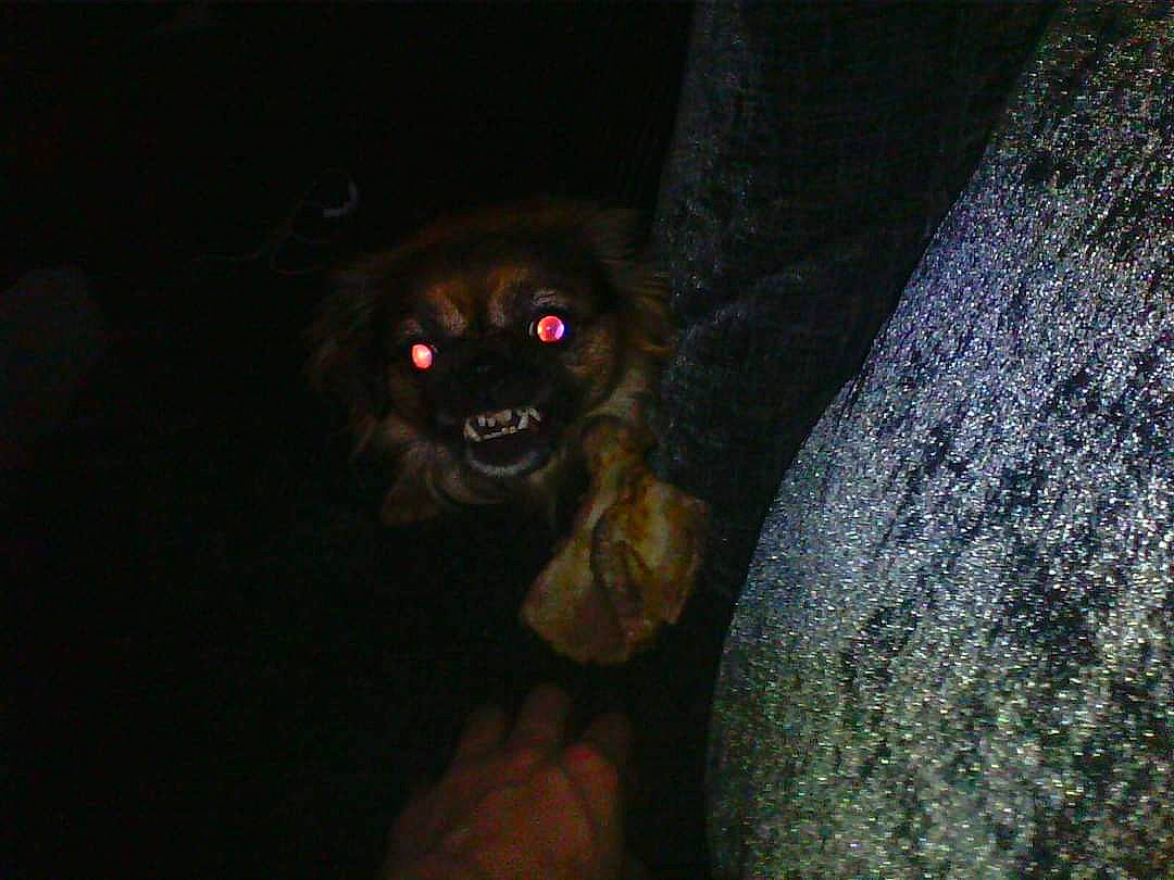 Mouse is registered to the contest to win money with this photo: bat, canidae, carnivore, circle, darkness, dog_breed, electric_blue, eyewear, fawn, flesh, fun, fur, midnight, night, personal_protective_equipment, sporting_group, terrestrial_animal, toy