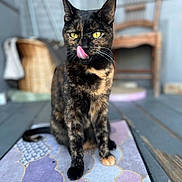 Pepper joined the competition — help win amazing prizes! basket, blurred_background, cat, closeup, cozy, curious, domestic_animal, feline, floor, home, indoor, mat, pet, playful, sitting, tongue_out, tortoiseshell, whiskers, wooden_chair, yellow_eyes