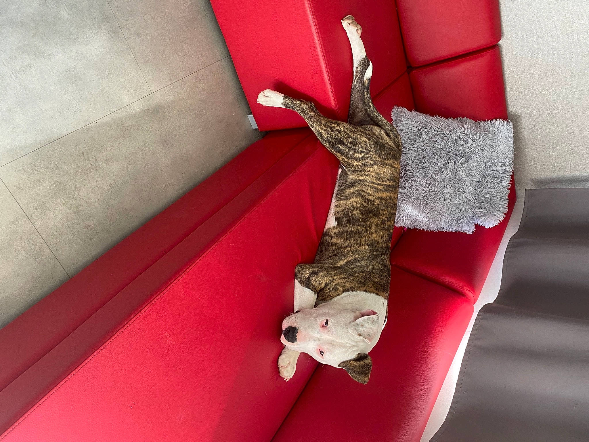 Raja participe au concours pour gagner de l'argent avec cette photo : auto_part, automotive_exterior, carmine, chair, comfort, door, dress, fashion_accessory, flooring, font, fur, human_leg, linens, magenta, metal, room, shoe, tail, vehicle_door, wood