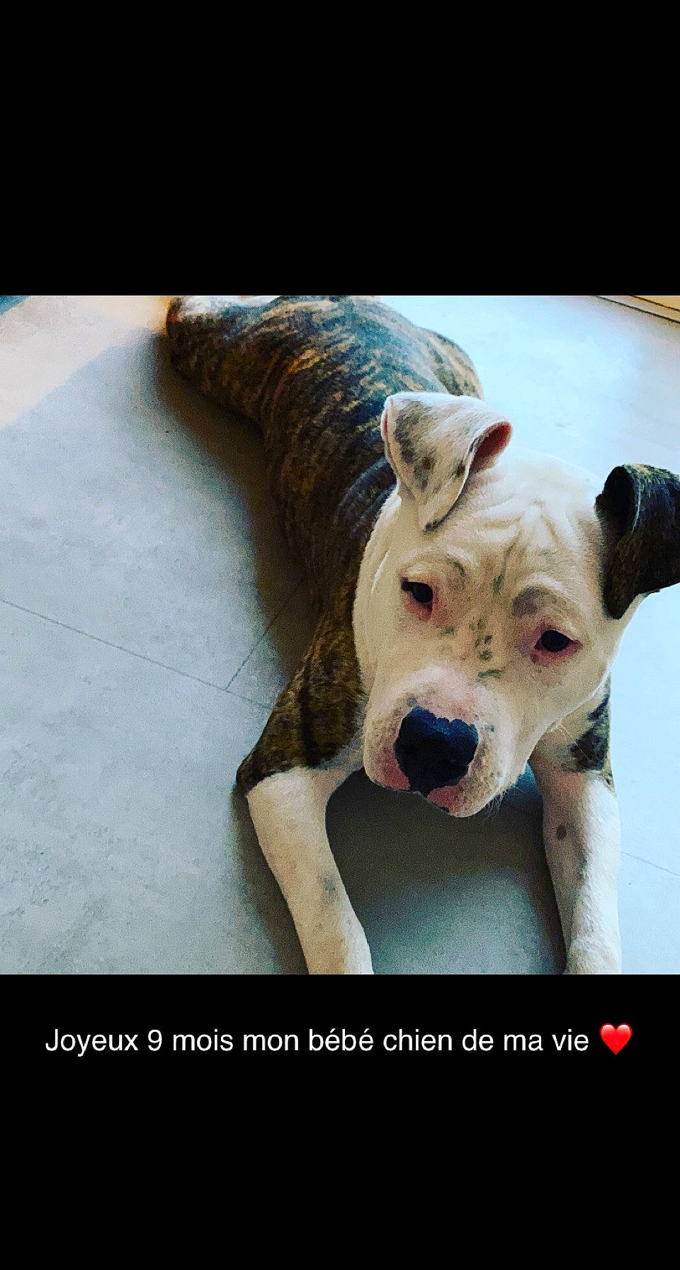 Raja a rejoint le concours — aidez-le/la à gagner de superbes lots ! canidae, carnivore, collar, companion_dog, dog, dog_breed, dog_clothes, dog_collar, dog_supply, fawn, flash_photography, happy, paw, photo_caption, snout, sporting_group, stock_photography, terrier, toy_dog, working_animal