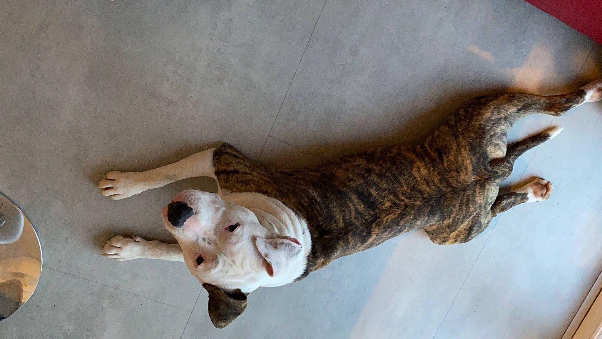 Raja participe au concours pour gagner de l'argent avec cette photo : carnivore, companion_dog, dog, dog_breed, elbow, fawn, felidae, fur, gesture, human_body, human_leg, mammal, plant, snout, sporting_group, tail, vertebrate, window, wood, working_animal