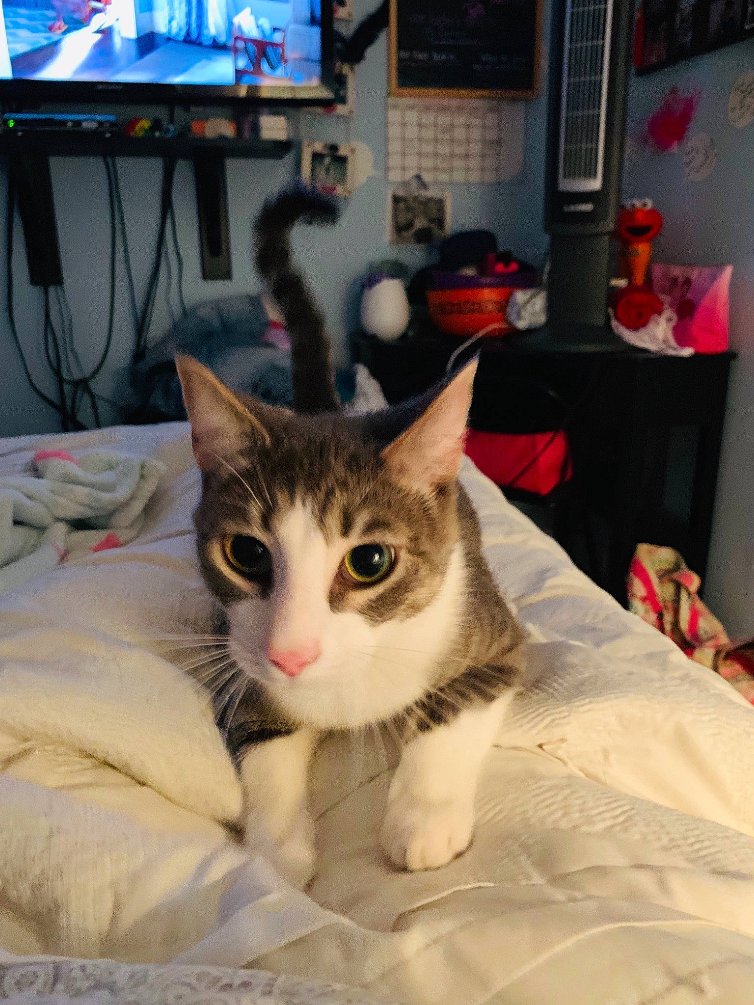 Noodles is registered to the contest to win money with this photo: