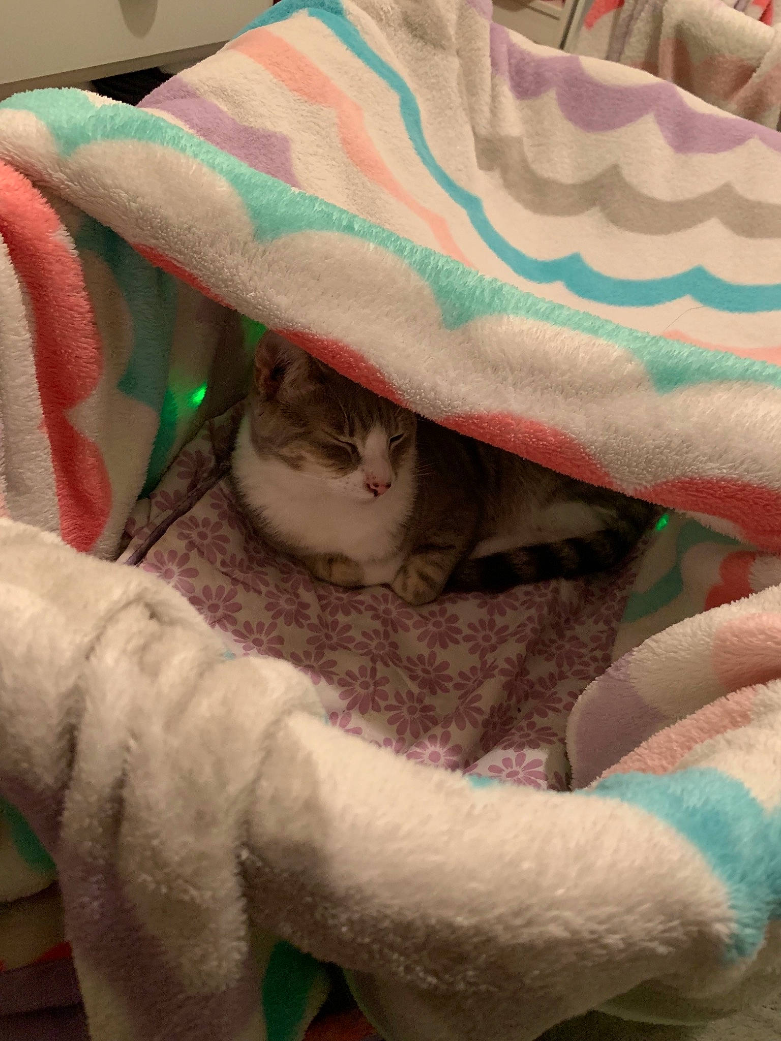 Lavender joined the competition — help win amazing prizes!